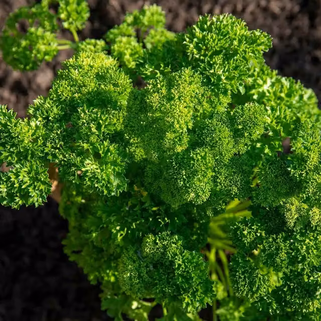 Marshalls Garden Champion Moss Curled Parsley Seeds, 800 Seeds