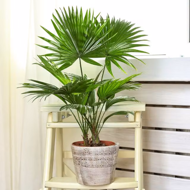 GardenersDream Livistona Palm Indoor House Plant, Green and Grey, Height: 55 cm