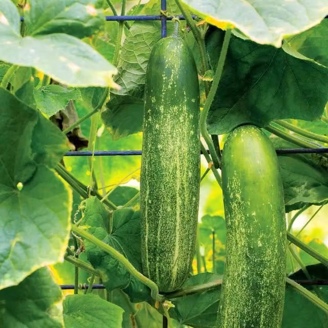 Marshalls Chompers Cucumber Seeds, 10 Seeds, High-Yield Greenhouse and Outdoor Variety