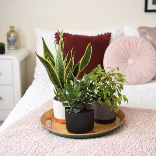 Thompson & Morgan Easy Sleep Collection of 3 Air-Purifying Indoor Potted Plants including Sansevieria Laurentii and Crassula Hulk, 12cm Pots – 3
