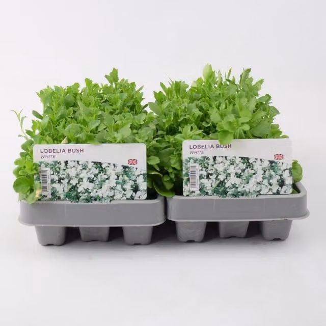 Plants By Post Lobelia Bush White Bedding Plants, 12 Pack