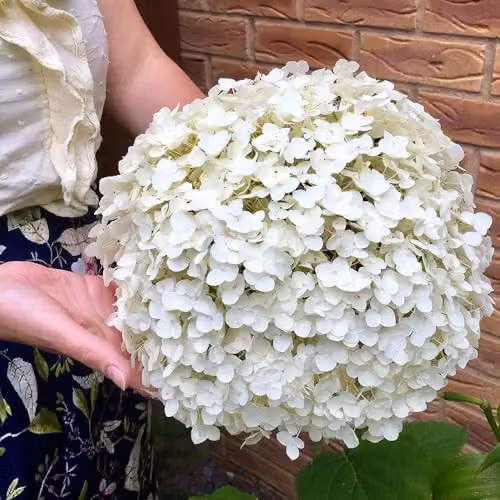 YouGarden Hydrangea Incrediball Ornamental Shrub with White Flowers in 3L Pot – 3