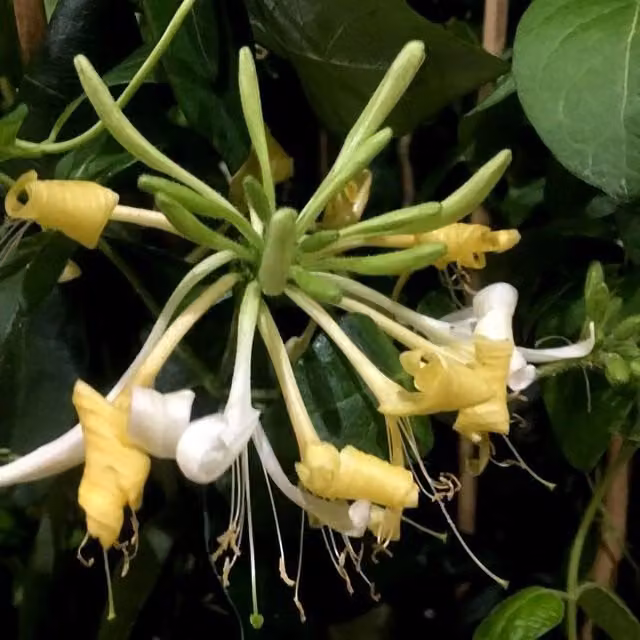 Plant Theory Lonicera Periclymenum Sweet Sue Yellow Flowering Climbing Vine Plant, Green