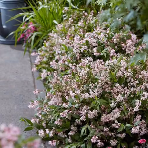 YouGarden Deutzia Million Stars Pink Carpet Ornamental Ground Cover Shrub – 3