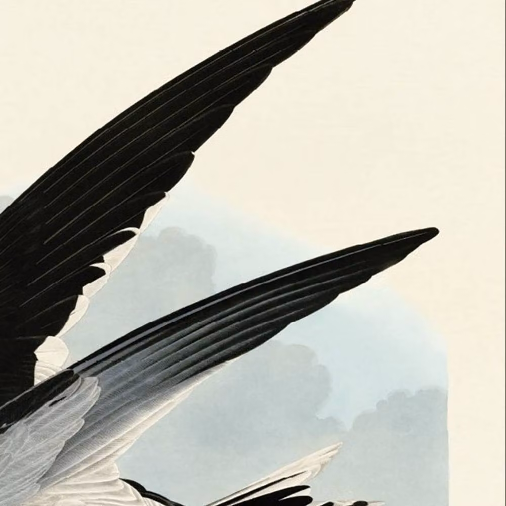 John James Audubon Black Skimmer Multicolour Paper Poster Illustration – 2