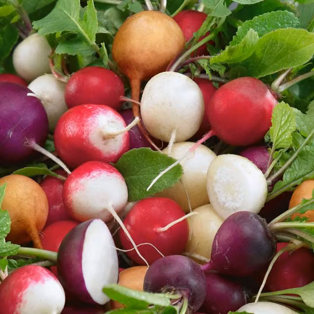 Unwins Crunchy Mix Radish Seeds, Multicolour, 350 g
