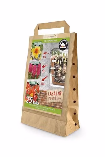 GreenBrokers Red Lasagne Mix Spring Flower Bulbs, 25 Bulbs (Narcissus Red Devon, Hyacinthus Jan Bos, and Tulipa Scarlet Baby)