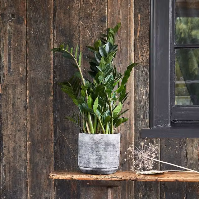 Ivyline Tivoli Round Tabletop Planter, Mid Grey, H 25 cm x D 26 cm