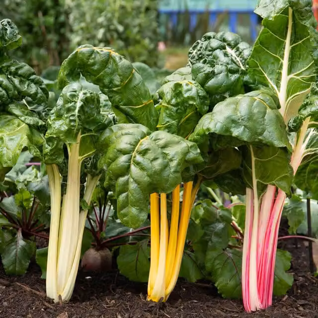 Marshalls Bright Lights Swiss Chard Vegetable Seeds, Multicolour, 100 Seeds
