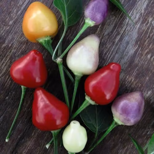 Thompson & Morgan Chilli Spangles Chilli Pepper Seeds, Kew Vegetable Collection, 8 Seeds
