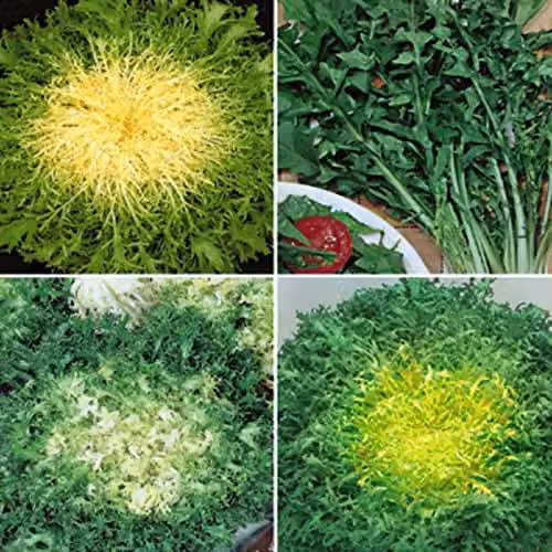 Thompson and Morgan Vita Sementi Mixed Endive Italian Seeds, Approx. 6,000 Seeds