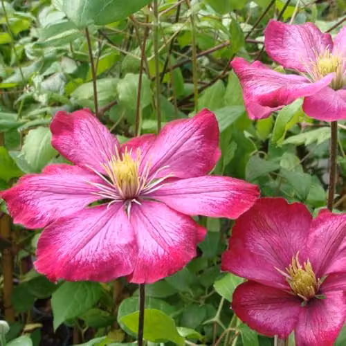 Thompson & Morgan Clematis Ville de Lyon Large Flowered Climbing Plant, Purple-Red, 7cm Pot – 2
