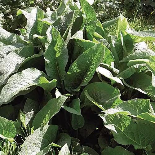 Thompson & Morgan Hardy Perennial Comfrey Symphytum Vegetable Herb Seeds, Pack of 30