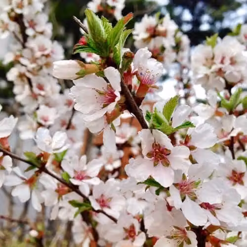 Thompson & Morgan Prunus Tomentosa Downy Cherry Ornamental Shrub with Pink Spring Blossom and Edible Red Fruits, 3.6 Litre Pot
