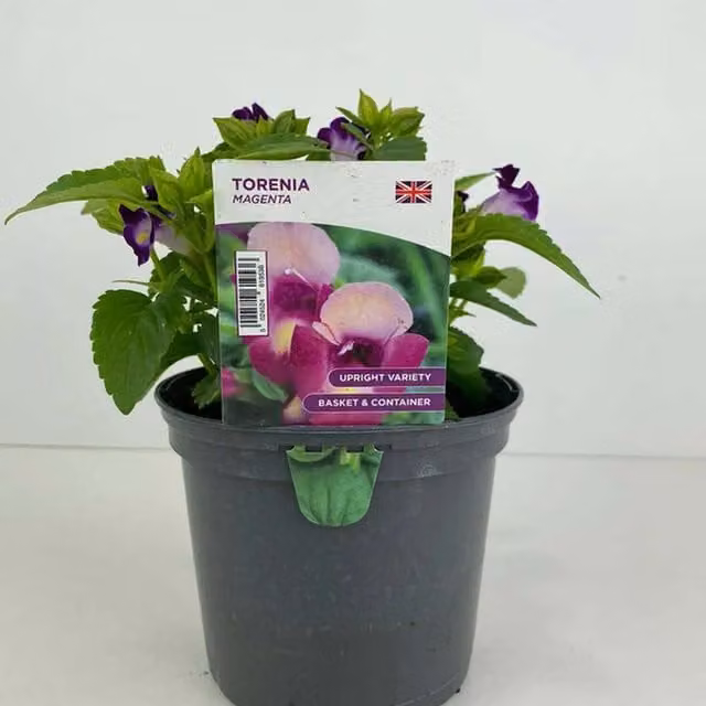 Plants by Post Torenia Bedding Plant in 1L Pot, Pink and Purple Ornamental Garden Plant