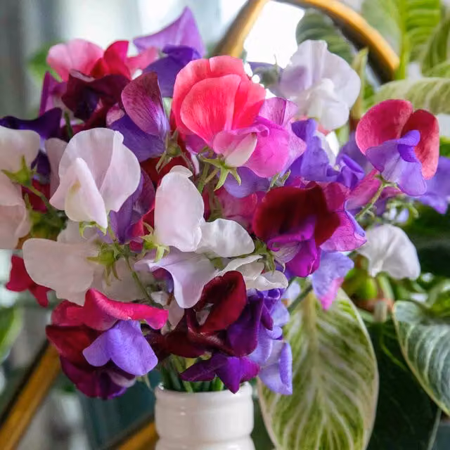 Marshalls Dwarf French Bean Nautica Vegetable Seeds, Purple and Green