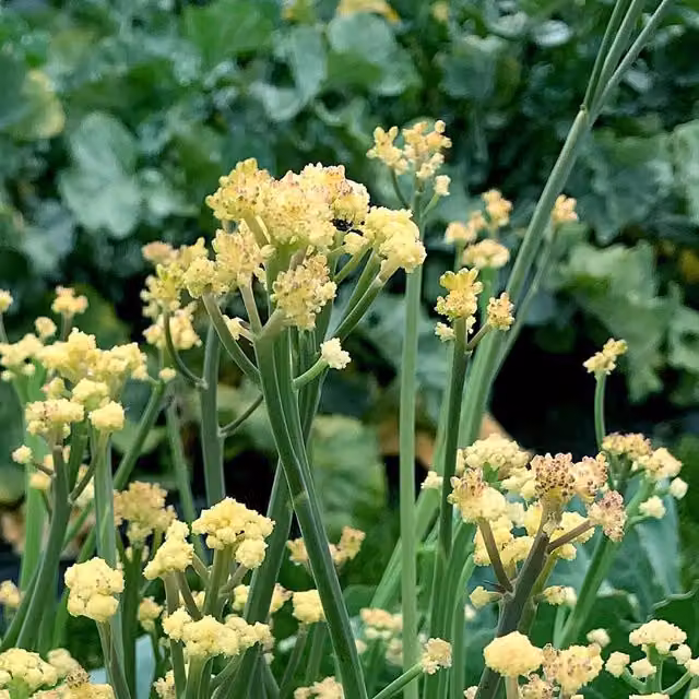 Marshalls Garden Orange Spring Onion Seeds, 500g