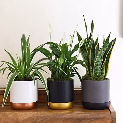 Thompson & Morgan Air Purifying Indoor House Plant Collection of 3, including Snake Plant, Peace Lily and Spider Plant with 12 cm Pots