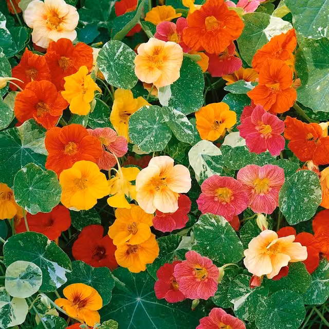 Unwins Alaska Mix Nasturtium Flower Seeds, Multicolour