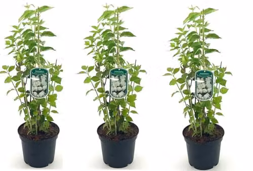 Direct Plants Philadelphus Minnesota Snowflake Ornamental Shrubs, Multicolour, 3 x 3 Litre Pots