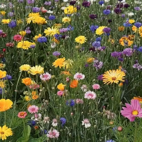 Mr Fothergill's RHS Wildlife Mixed Ornamental Flower Seeds, Multicolour – 4