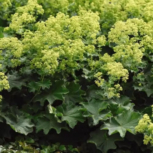 Thompson & Morgan Alchemilla mollis Lady's Mantle Hardy Perennial with Lime Green Flowers, 3 Litre Potted Plant – 2