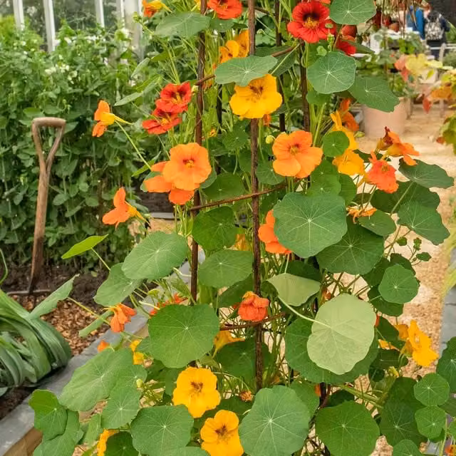 Unwins Whirlybird Mix Nasturtium Flower Seeds, Multicolour