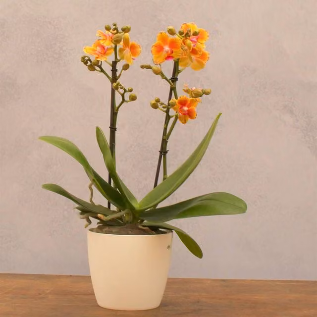 Primrose Orange Phalaenopsis Moth Orchid in a Green 12cm Pot, Height: 45 cm