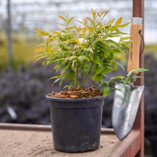 Marshalls Garden Blueberry Duo Pack Potted Fruit Shrubs