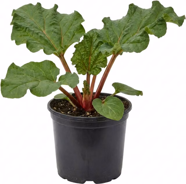 Plants by Post Rhubarb Victoria Hardy Perennial Fruit Plant, Green and Red