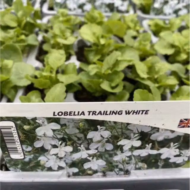 Plants by Post Lobelia Trailing White Summer Bedding Plants, 12 Pack