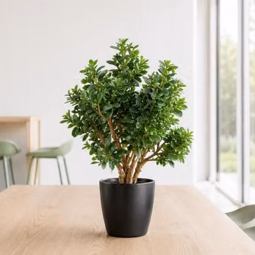 LeafUK Botanik Artificial Deluxe Jade Plant in Green, H 70 cm x W 40 cm x D 40 cm – 1