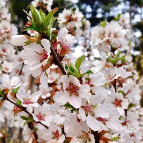 Thompson & Morgan Prunus Tomentosa Downy Cherry Ornamental Shrub, 10 Litre Pot