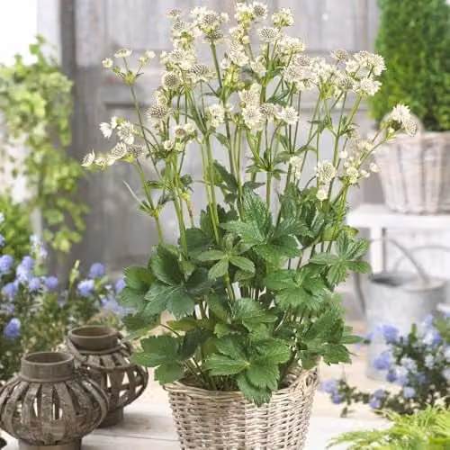 Thompson and Morgan Astrantia Major Star of Billion Hardy Perennial Cut Flower Plant, 9cm Pot