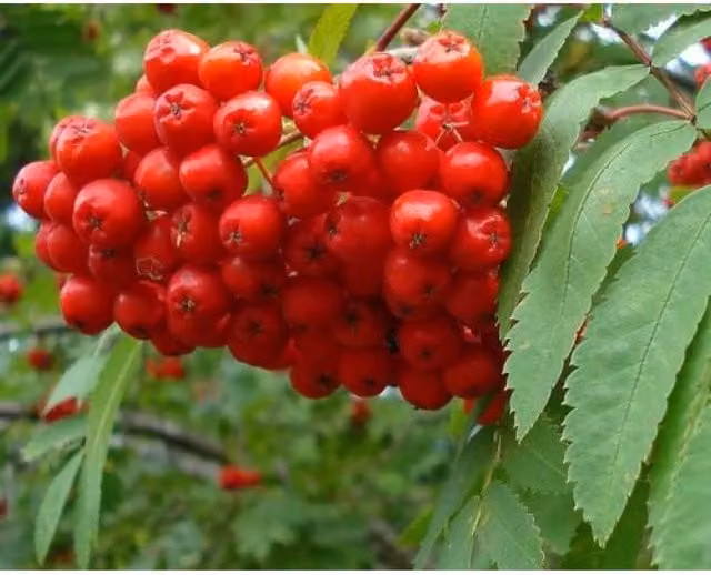 Direct Plants Sorbus Aucuparia Mountain Ash Ornamental Berry Tree, 3-4ft, 3L, Green