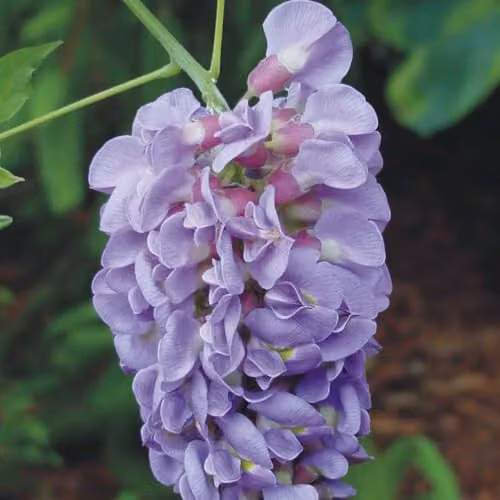 Thompson & Morgan Wisteria frutescens Amethyst Falls Dwarf Climbing Shrub, Purple and Blue, 4 Litre Potted Plant – 2