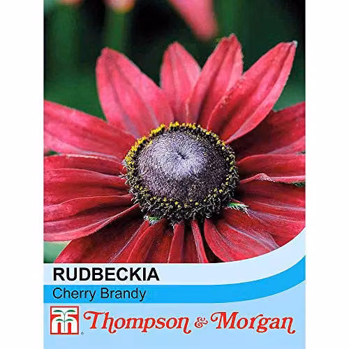 Thompson and Morgan Rudbeckia hirta Cherry Brandy Red Coneflower Seeds (50 Seeds) – 2