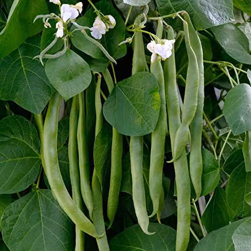 Thompson and Morgan White Lady Runner Bean Seeds, 30 Seeds per Packet