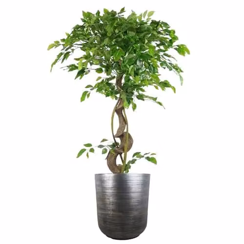 Leaf Rustic Grey Round Large Planter in Fibreglass, W/D/H: 39 x 39 x 33 cm – 2