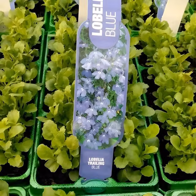Plants By Post Lobelia Trailing Bedding Plants, 12 Plants, Light Blue