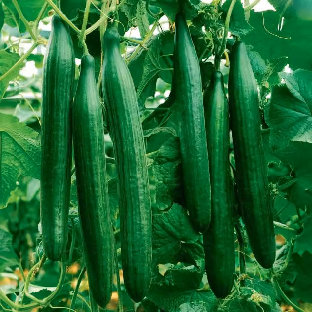 Marshalls Telegraph Improved Cucumber Heirloom Vegetable Seeds, 10 Seeds