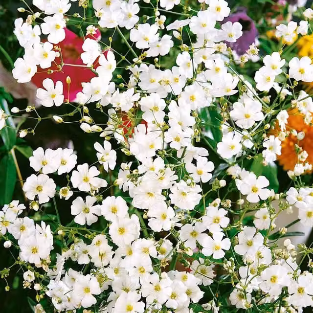 Unwins Gypsophila Covent Garden Flower Seeds, Green and White