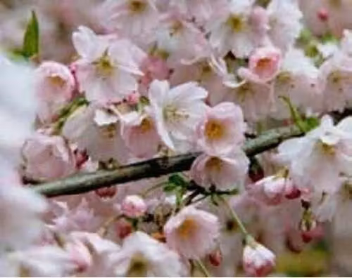 Direct Plants Prunus Pandora Pink Flowering Cherry Blossom Ornamental Tree in a 12 Litre Pot