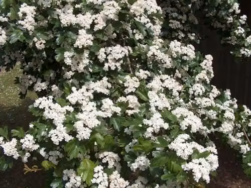 F&G Supplies Hawthorn Hedging Plants, Crataegus Monogyna Bare Root Trees, 20 Pack, Height: 90-120 cm – 4
