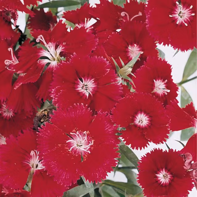 Plants By Post Deep Red Dianthus Ornamental Garden Shrubs, 6 Pack