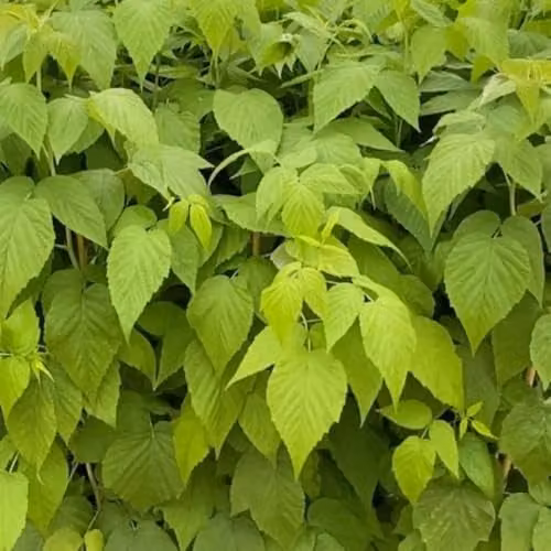 Thompson & Morgan Malling Happy Raspberry Plant, Summer Fruiting Sweet Red Berries, 3 Litre Pot