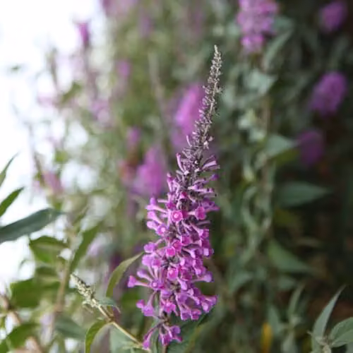 Thompson and Morgan Buddleja Buzz Lavender Compact Butterfly Bush, 1 Litre Pot – 2
