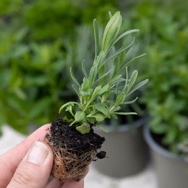 Marshalls Garden Artemisia Pink Perennial Herb Plant
