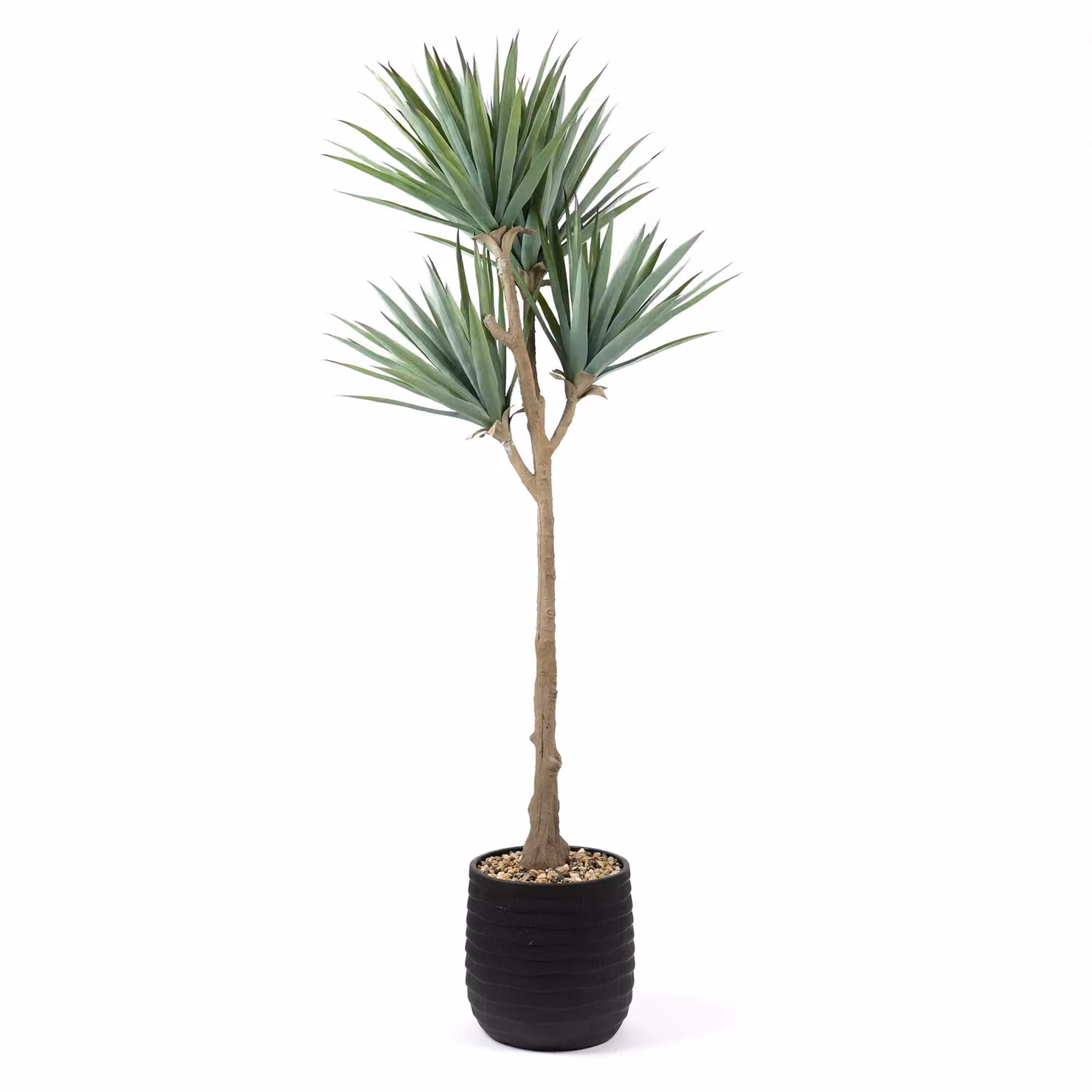 Scottish Everlastings Ltd 165cm Oversized Green Aloe Succulent in a Black Ridged Round Pot – 2