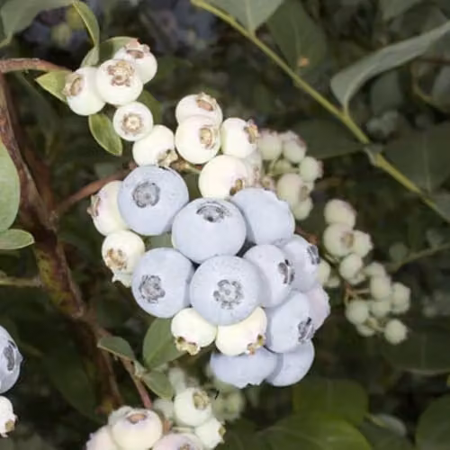 Thompson & Morgan Blueberry Elliot Plant, Self-Fertile Fruit Bush, 2 Litre Pot – 1